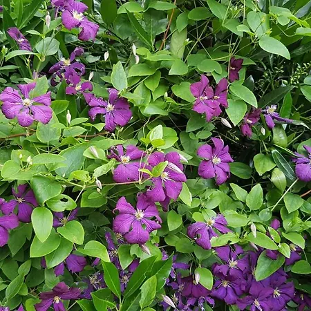 Burtscher Apartment *